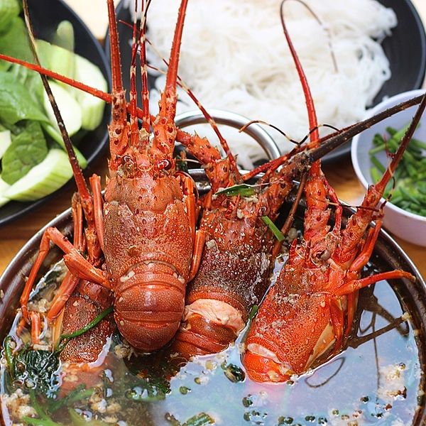 tôm hùm đỏ giá sỉ