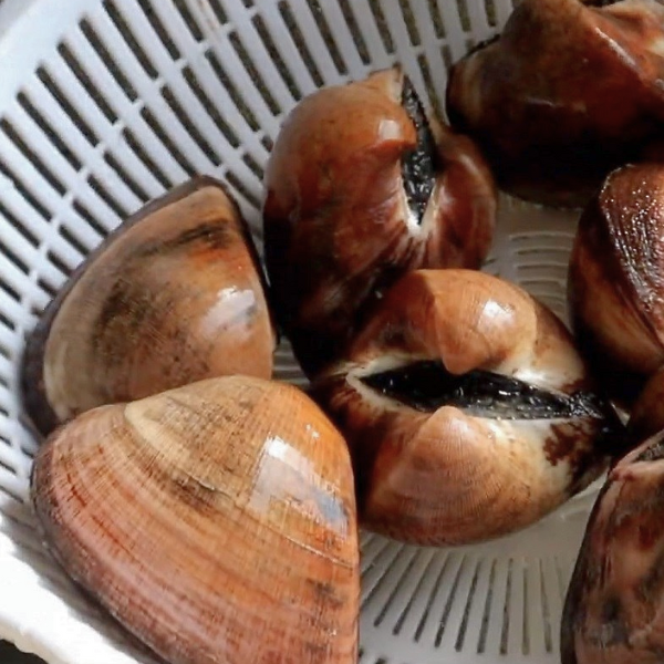 Sò sữa giá sỉ 