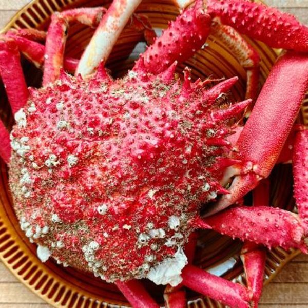 Cua nhện Nhật bản chất lượng 