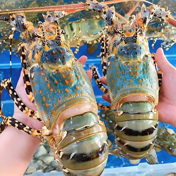 Tôm hùm bông chất lượng