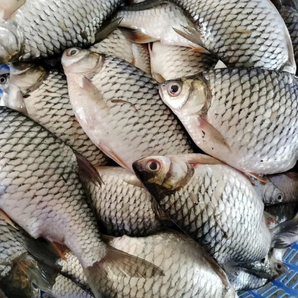 cá mè dinh giá sỉ