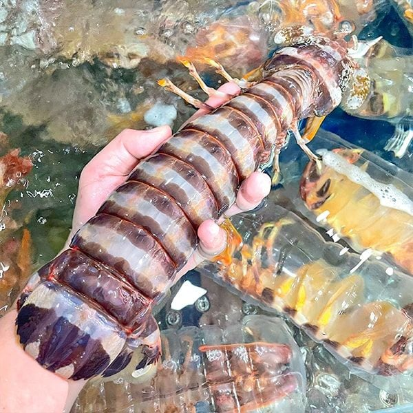 Tôm tích hấp chín loại 1
